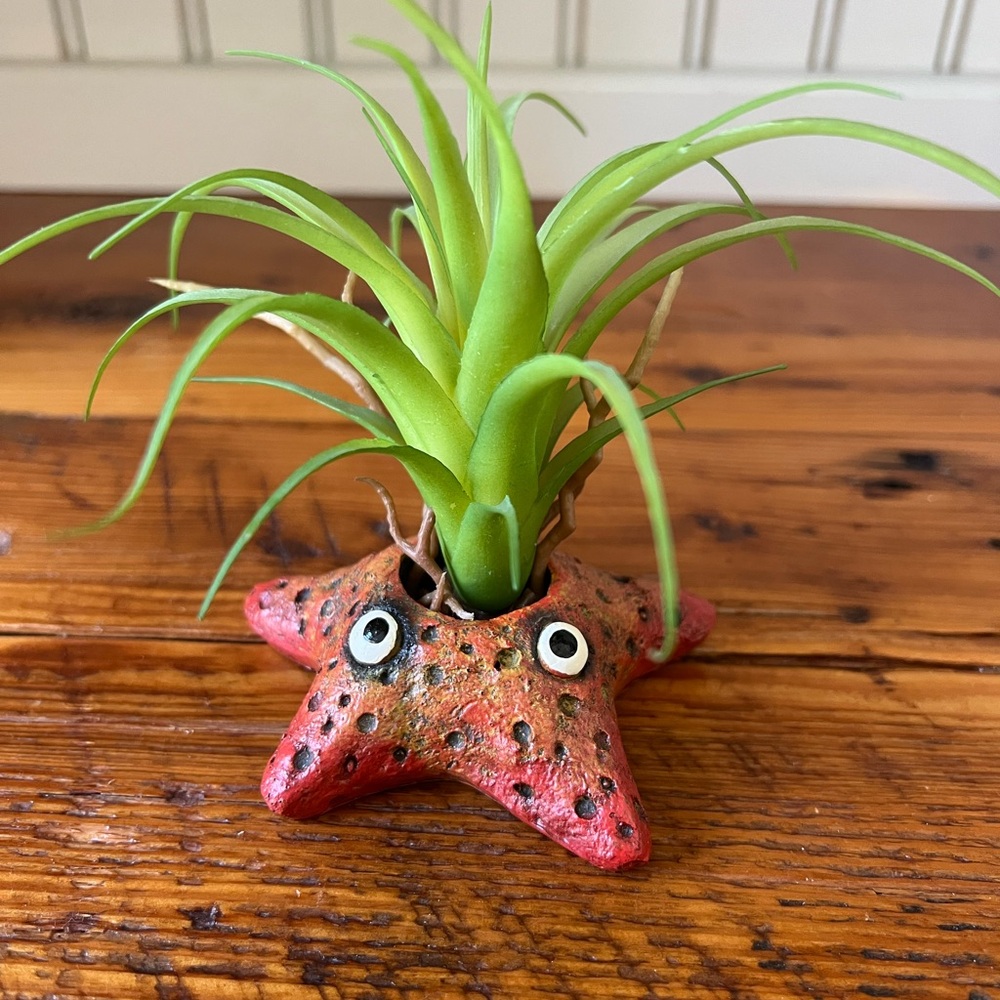 Adorable Starfish Air Plant Holder Ocean Beach Coastal Decor Kids Nursery